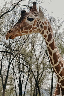 girafa a prop de l'arbre, fauna animal, animal, temes d'animals, un animal, animals a la natura, girafa, arbre, part del cos dels animals, vertebrats, coll d'animals, mamífer, cap d’animals, cap gent, naturalesa, marques d’animals, centrar-se en primer pla, planta, dia, safari, herbívors, a l'aire lliure, boca d’animals, 2K, CC0, domini públic, lliure de regalies