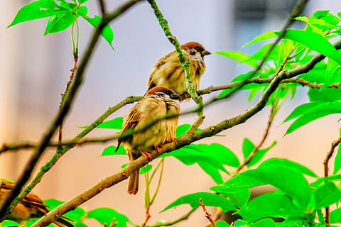 Palme, Feder, Vogel, Stein, Spatz, Schnabel, Auge, Kaffee, fliegen, gemeine Vögel, natürlich, schöner Hafen, wild, Haustier, Niedlichkeit, cool, seitlich, Flügel, Eigenschaften, Ökologie, Tierthemen, Tier, Tierwelt, Wirbeltier, Tiere in freier Wildbahn, ein Tier, Ast, Pflanzenteil, hocken, Blatt, Pflanze, Baum, Natur, draußen, Schönheit in der Natur, Fokus auf den Vordergrund, Tag, keine Leute, Singvogel, 5K, CC0, gemeinfrei, lizenzfrei