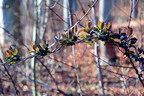 primavera, primer verd, primer pla, fulles, infern, bosc, planta, creixement, centrar-se en primer pla, arbre, bellesa a la natura, flor, branca, planta amb flors, vulnerabilitat, fragilitat, naturalesa, frescor, dia, cap gent, a l'aire lliure, pètal, cap de flor, 5K, CC0, domini públic, lliure de regalies