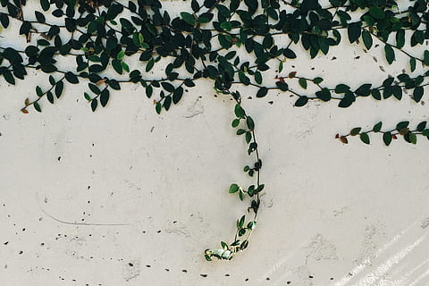vines, leaves, leaf, plant part, green color, plant, wall - building feature, no people, growth, nature, ivy, creeper plant, day, beauty in nature, full frame, outdoors, built structure, backgrounds, architecture, close-up, high angle view, pattern, concrete, 1080P, CC0, public domain, royalty free