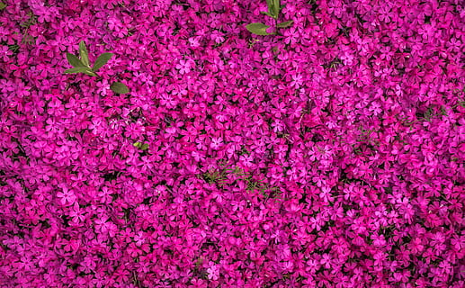 bunga mekar merah muda, Latar Belakang, indah, berkembang, berbunga, mekar, botani, terang, merapatkan, warna, halus, Desain, bunga-bunga, taman, pertumbuhan, wallpaper hd, alam, pola, kelopak, tanaman, ungu, musim, bunga musim semi, tekstur, wallpaper, warna merah jambu, bingkai penuh, tidak ada orang, keindahan di alam, bunga, menanam, tanaman berbunga, kesegaran, kelimpahan, bertekstur, kerapuhan, warna cerah, dalam ruangan, magenta, tembakan studio, kerentanan, kepala bunga, kelembutan, 4K, CC0, domain publik, bebas royalti