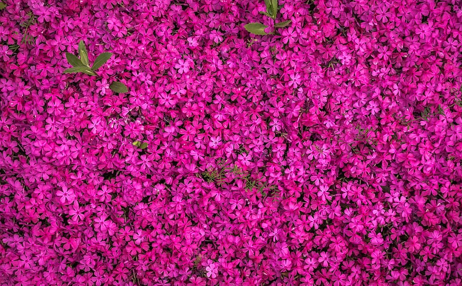 flors rosades, fons, bonic, florir, florint, flor, botànic, brillant, primer pla, color, delicada, disseny, flors, jardí, creixement, fons de pantalla hd, naturalesa, patró, pètals, plantes, porpra, temporada, flors de primavera, textura, fons de pantalla, color rosa, marc complet, cap gent, bellesa a la natura, planta, planta amb flors, frescor, abundància, fragilitat, color vibrant, a l'interior, magenta, tir de l'estudi, vulnerabilitat, cap de flor, suavitat, 4K