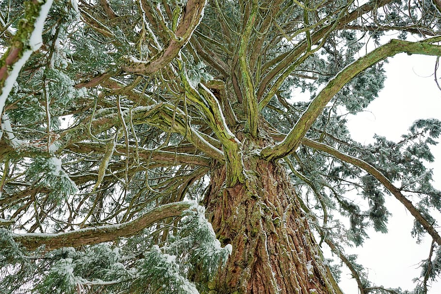 arbre, naturalesa, fusta, branca, planta, full, paisatge, temporada, medi ambient, parc, pi, fons, creixement, cel, schönwetter, tribu, hivern, de fulla perenne, escorça, avet, conífera, agulla, fusta d’avet, sequoia, mamut, gran, enorme, tuttlingen, Alemanya, registre, europa, verd, fort, emmingen, caminada, caminar, llocs d'interès, recuperació, vacances, descans, Nadal, Festival, desembre, neuhausen, temps de sortida, més, descobriment, tronc de l'arbre, tronc, vista d’angle baix, tranquil·litat, cap gent, bellesa a la natura, dia, a l'aire lliure, terra, bosc, color verd, temperatura de fred, 5K
