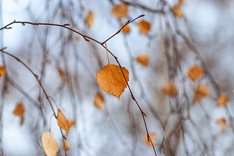 fulla groga, full, planta, arbre, insecte, invertebrat, animal, aranya, aràcnids, venes, maple, fulla d'auró, bedoll, naturalesa, tronc de l'arbre, paisatge, a l'aire lliure, jay, ocell, sòl, llum solar, tardor, branca, part de la planta, canvi, cap gent, centrar-se en primer pla, bellesa a la natura, primer pla, sec, dia, tranquil·litat, marró, enfocament selectiu, fragilitat, col·lecció de tardor, condició natural, fulles, 2K, CC0, domini públic, lliure de regalies