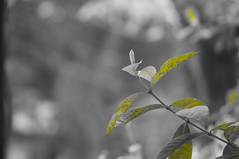 efecto, naturaleza, diseño, modelo, planta, hojas, verde, arboles, India, brillante, colores, hoja, parte de la planta, centrarse en primer plano, crecimiento, de cerca, belleza en la naturaleza, día, nadie, al aire libre, color verde, vulnerabilidad, fragilidad, frescura, tallo de la planta, luz del sol, tranquilidad, principios, 5K, CC0, dominio público, libre de derechos