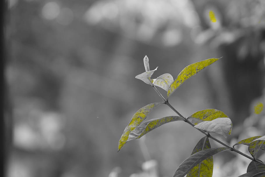 efecto, naturaleza, diseño, modelo, planta, hojas, verde, arboles, India, brillante, colores, hoja, parte de la planta, centrarse en primer plano, crecimiento, de cerca, belleza en la naturaleza, día, nadie, al aire libre, color verde, vulnerabilidad, fragilidad, frescura, tallo de la planta, luz del sol, tranquilidad, principios, 5K
