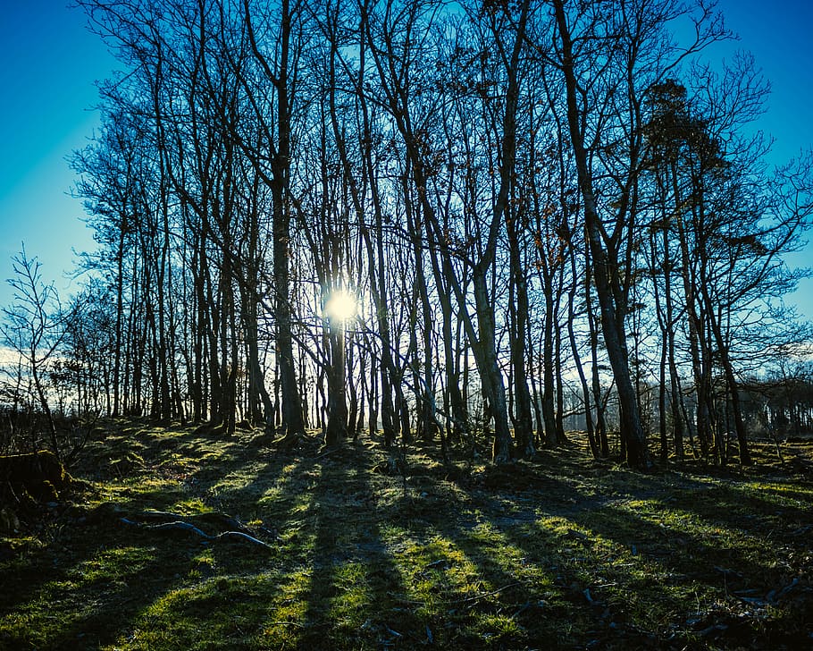 bagliore, luce, luce del sole, albero, pianta, vegetazione, natura, all'aperto, terra, foresta, bosco, paesaggio, erba, sole, boschetto, montagne, parco, ombre, mattina, alberi, cielo, la tranquillità, bellezza nella natura, scena tranquilla, scenics - natura, raggio di sole, crescita, giorno, tronco d'albero, tronco, nessuno, riflesso lente, luminosa, streaming, 4K