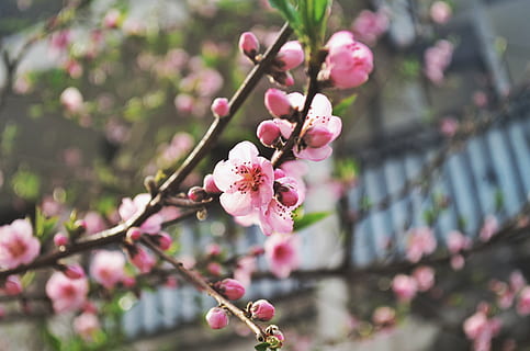 kirsebær, træ, lyserød, Kirsebærtræ, vinter, blomstre, flor, ny, nyt år, Shillong, rejse, have, smuk, blomst, blomstrende plante, plante, lyserød farve, friskhed, skrøbelighed, skønhed i naturen, sårbarhed, vækst, afdeling, tæt på, fokus på forgrunden, Kvist, natur, kronblad, forår, blomsterhoved, ingen mennesker, kirsebær blomst, udendørs, pollen, blomme af blomme, 4K, CC0, offentligt domæne, royaltyfrie