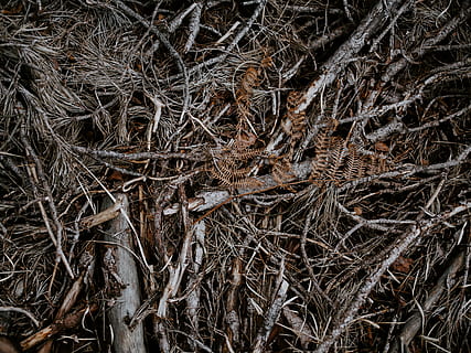 brune grene, rod, plante, jord, træ, træstamme, struktur, birk, krystal, svamp, champignon, agaric, is, natur, udendørs, hule, edderkoppespind, pil, vedbend, mose, tør, dag, ingen mennesker, Kvist, ro, høj vinkel visning, tæt på, plante del, Mark, fuld ramme, Skov, stick - plante del, selektiv fokusering, blad, rodet, kompleksitet, død plante, tørret, blade, sammenfiltrede, 8K, CC0, offentligt domæne, royaltyfrie