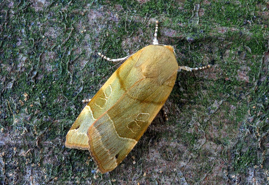 กว้างขอบสีเหลือง underwing, มอด, ปีก, แมลง, แบบแผน, ธรรมชาติ, การเปลี่ยนแปลง, ฤดูร้อน, เสาอากาศ, สีเหลือง, มีสีสัน, ปิด, มุมมองมุมสูง, ไม่มีคน, วัน, สัตว์, สัตว์ป่า, ส่วนของพืช, ใบไม้, สัตว์หนึ่งตัว, ใกล้ชิด, ปลูก, ธีมสัตว์, สัตว์ในป่า, กลางแจ้ง, ที่ดิน, ด้านบนโดยตรง, ความงามในธรรมชาติ, แห้ง, มีกระดูกสันหลัง, 5K