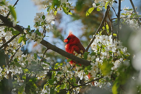 red bird, animal themes, animal, vertebrate, bird, animal wildlife, plant, tree, animals in the wild, branch, one animal, nature, flower, flowering plant, beauty in nature, no people, parrot, growth, plant part, day, leaf, outdoors, rainbow lorikeet, 5K, CC0, public domain, royalty free