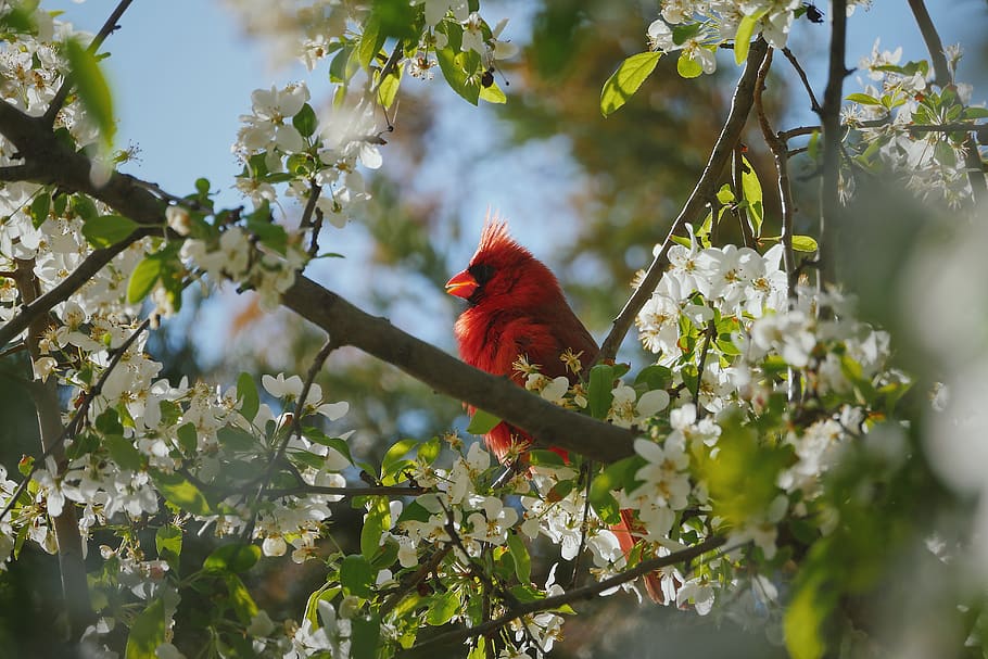 uccello rosso, temi animali, animale, vertebrato, uccello, fauna selvatica, pianta, albero, animali allo stato selvatico, ramo, un animale, natura, fiore, pianta fiorita, bellezza nella natura, nessuno, pappagallo, crescita, parte vegetale, giorno, foglia, all'aperto, lorichetto arcobaleno, 5K