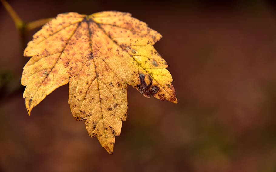 full, tardor, fulla d'auró, vell, transitori, temps, comiat, dol, maple, humor, de novembre, trueb, groc, part de la planta, primer pla, centrar-se en primer pla, naturalesa, cap gent, sec, canvi, planta, bellesa a la natura, vena de la fulla, dia, a l'aire lliure, fragilitat, vulnerabilitat, enfocament selectiu, arbre, fulles, condició natural, 5K