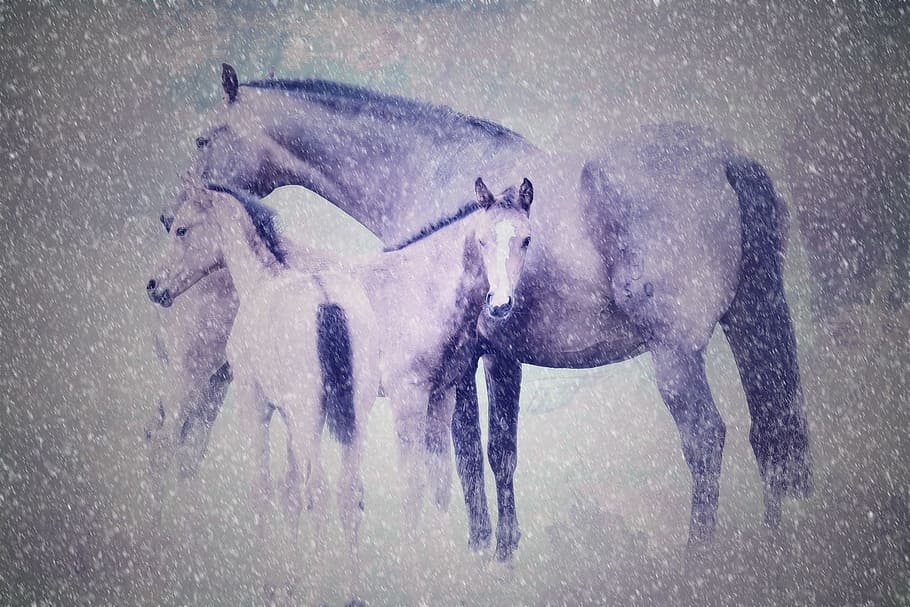 cavalls, editar, estable, salvatge, animal, velocitat, ràpid, temes d'animals, mamífer, grup d’animals, fauna animal, naturalesa, animals a la natura, aigua, cap gent, vertebrats, dos animals, longitud completa, temperatura de fred, dia, neu, animals domèstics, a l'aire lliure, elefant, nevar, herbívors, vent de neu, 1080P