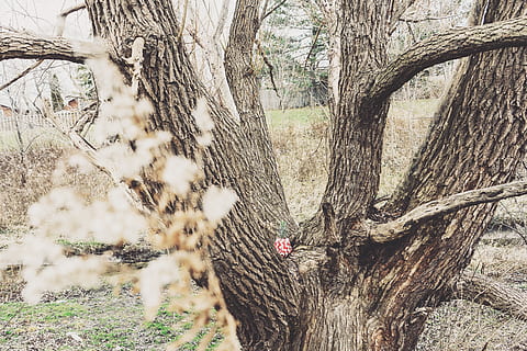 tree, pineapple, present, random, bark, branch, winter, landscape, nature, plant, tree trunk, trunk, animal themes, one animal, animal, animal wildlife, animals in the wild, day, no people, land, growth, beauty in nature, outdoors, field, bare tree, tranquility, 5K, CC0, public domain, royalty free