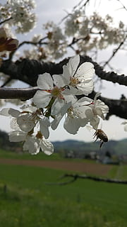 Biene, Baum, Frühling, Kirschbaum, blühen, Pflanze, Blume, blühende Pflanze, Schönheit in der Natur, Zerbrechlichkeit, Wachstum, Frische, Verletzlichkeit, Nahansicht, Blütenblatt, weiße Farbe, Natur, Ast, keine Leute, Obstbaum, Tag, Apfelbaum, Kirschblüte, Pollen, Blütenkopf, draußen, 5K, CC0, gemeinfrei, lizenzfrei