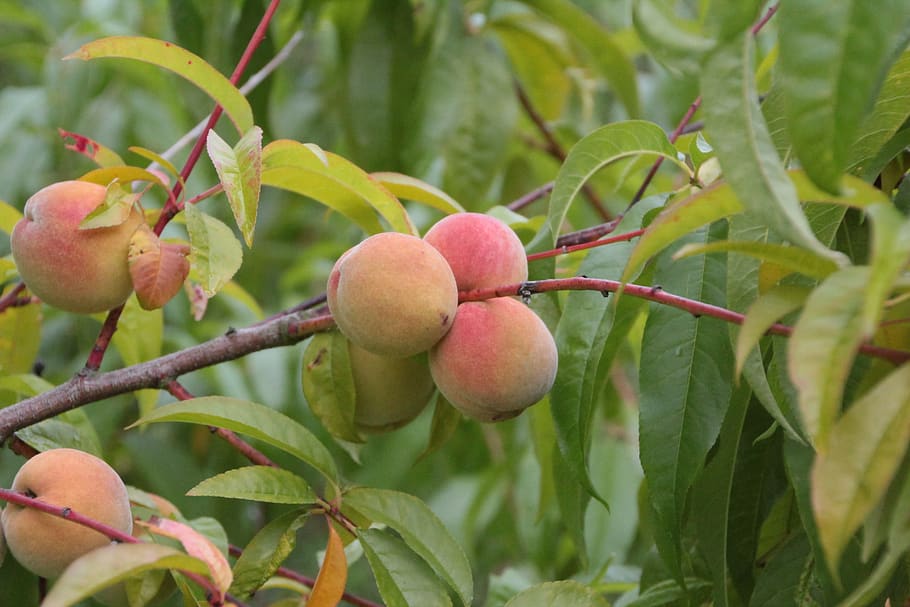Angeln, Fisch, Obst, Obstbaum, Essen und Trinken, gesundes Essen, Lebensmittel, Pflanze, Pflanzenteil, Blatt, Frische, Wachstum, Nahansicht, Baum, Natur, keine Leute, Wohlbefinden, grüne Farbe, Ast, reif, Tag, draußen, rot, 5K