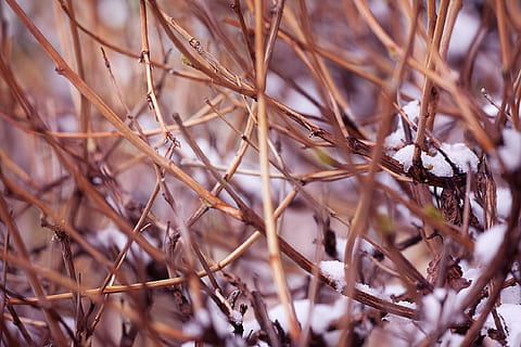 fons, branca, marró, , natural, naturalesa, planta, tija, arbre, fusta, primer pla, dia, creixement, enfocament selectiu, cap gent, sec, terra, camp, tranquil·litat, bellesa a la natura, centrar-se en primer pla, a l'aire lliure, fragilitat, vulnerabilitat, marc complet, planta morta, 1080P, CC0, domini públic, lliure de regalies