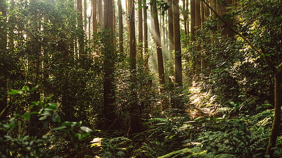 pohon, hutan, matahari, cahaya, gunung, alam, bumi, perdamaian, Selamat siang, hijau, keemasan, menanam, tanah, pertumbuhan, ketenangan, keindahan di alam, sinar matahari, scenics - alam, adegan yang tenang, hari, adegan non-urban, tidak ada orang, batang pohon, bagasi, di luar rumah, warna hijau, terpencil, tanaman bambu, hutan hujan, Streaming, 5K, CC0, domain publik, bebas royalti