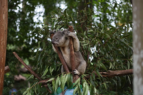 China, koala, urs, eucalipt, junglă, copac, animale tematice, animal, animale sălbatice, animale în sălbăticie, plantă, un animal, mamifer, animale vertebrate, ramură, zi, vedere unghiulară joasă, nici o persoana, natură, Culoarea verde, pădure, arhiepiscop, creştere, să se concentreze asupra primelor elemente, parte a plantelor, în aer liber, 5K, CC0, domeniu public, fără drepturi de autor
