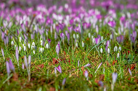 şofran, ghiocel, primăvară, flori, a inflori, luncă, natură, delicat, fraged, inflori, Violet, alb, devreme, crocus luncă, mare de flori, frühlingsblüher, prima lună, floră, frühlingsanfang, începutul primăverii, crocus de primăvară, plantă, floare, planta cu flori, selectiv, teren, creştere, frumusețe în natură, camp, prospeţime, iarbă, a închide, fragilitate, nici o persoana, vulnerabilitate, zi, Culoarea verde, liniște, în aer liber, iris, trifoi, pat de flori, grădină ornamentală, 4K, CC0, domeniu public, fără drepturi de autor