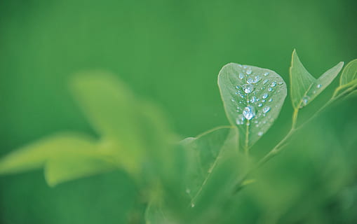 groene bladplant, helder, detailopname, dauw, laten vallen, druppeltjes, versheid, groen, groei, blad, natuur, fabriek, water, nat, deel van de plant, groene kleur, schoonheid in de natuur, selectieve aandacht, geen mensen, bloem, bloeiende plant, buitenshuis, kwetsbaarheid, breekbaarheid, regen, puurheid, Klaver, regendruppel, zachte focus, bladeren, 4K, CC0, publiek domein, royaltyvrij