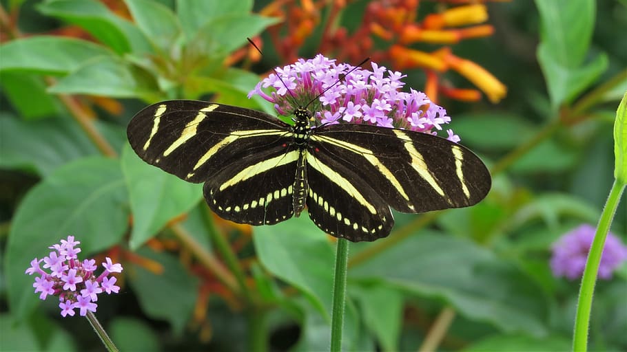 papallona, insecte, negre, planta, blanc, ales, vida salvatge, naturalesa, delicada, patró, jardí, macro, Heliconius charithonia, Longwing zebra, zebra helicònica, ratlles, flor, planta amb flors, un animal, temes d'animals, papallona - insecte, fauna animal, invertebrat, bellesa a la natura, animal, animals a la natura, creixement, frescor, ala dels animals, fragilitat, primer pla, vulnerabilitat, pètal, cap de flor, cap gent, polinització, a l'aire lliure, porpra, lantana, 2K