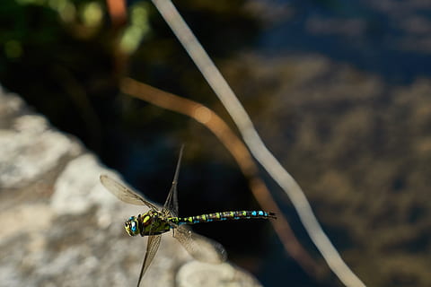 libellula, insetto, ala, fauna selvatica, un animale, animali allo stato selvatico, temi animali, animale, invertebrato, avvicinamento, concentrarsi sulle conoscenze acquisite, giorno, natura, ala animale, nessuno, messa a fuoco selettiva, parte del corpo animale, all'aperto, zoologia, pianta, luce del sole, bellezza nella natura, 5K, CC0, dominio pubblico, privo di copyright