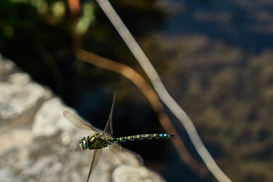 libellula, insetto, ala, fauna selvatica, un animale, animali allo stato selvatico, temi animali, animale, invertebrato, avvicinamento, concentrarsi sulle conoscenze acquisite, giorno, natura, ala animale, nessuno, messa a fuoco selettiva, parte del corpo animale, all'aperto, zoologia, pianta, luce del sole, bellezza nella natura, 5K