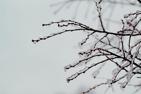 marchit, arbre, cobert, neu, ocell, volant, animal, Greenville, EUA, gel, naturalesa, viatjar, fons de pantalla, accipiter, jay, cardenal, gavina, full, planta, flicker bird, picot, Gaig blau, robin, branca, bellesa a la natura, centrar-se en primer pla, cap gent, creixement, primer pla, vista d’angle baix, hivern, temperatura de fred, dia, a l'aire lliure, fragilitat, tranquil·litat, arbre nu, vulnerabilitat, 5K, CC0, domini públic, lliure de regalies