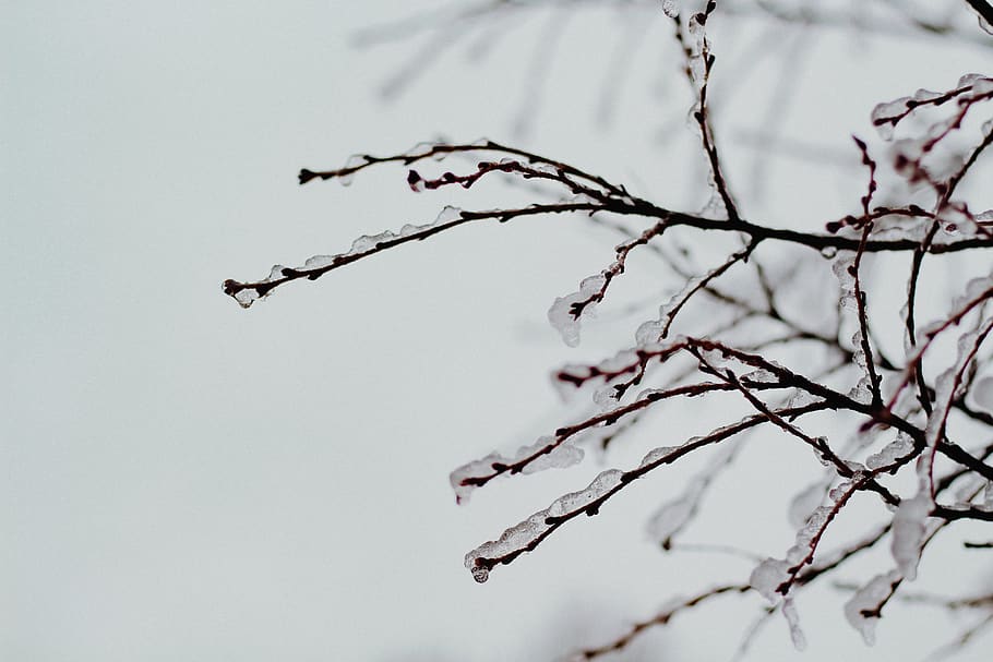 marchit, arbre, cobert, neu, ocell, volant, animal, Greenville, EUA, gel, naturalesa, viatjar, fons de pantalla, accipiter, jay, cardenal, gavina, full, planta, flicker bird, picot, Gaig blau, robin, branca, bellesa a la natura, centrar-se en primer pla, cap gent, creixement, primer pla, vista d’angle baix, hivern, temperatura de fred, dia, a l'aire lliure, fragilitat, tranquil·litat, arbre nu, vulnerabilitat, 5K