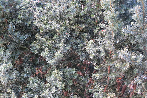 árbol, planta, conífera, pino, picea, abies, abeto, tejo, arbusto, vegetación, alerce, musgo, comida, arándano, Fruta, ornamento, Produce, caqui, árbol de Navidad, incienso, crecimiento, fotograma completo, antecedentes, día, nadie, naturaleza, vista de alto ángulo, color verde, belleza en la naturaleza, al aire libre, tranquilidad, campo, tierra, planta suculenta, invierno, de cerca, temperatura fría, cactus, árbol conífero, 4K, CC0, dominio público, libre de derechos