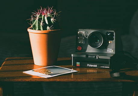 fotografie, cactus plantă, lângă, aparat foto, cameră analogică, cactus, dispozitiv, Electronică, plantă de casă, camera instantanee, obiectiv, modern, imagine, plantă, polaroid, plante de plante, planta in ghiveci, înţepător, vârf ascuțit, ţepos, coloană vertebrală, ghimpos, suculent, planta suculentă, tehnologie, de lemn, masa, natură moartă, comunicare, nici o persoana, în interior, băutură, fotografii tematice, aparat de fotografiat - echipament fotografic, echipamente de uz casnic, mancare si bautura, gustare, a închide, pahar de băut, sticlă, Culoarea verde, stil retro, cafea, ceașcă, 4K, CC0, domeniu public, fără drepturi de autor