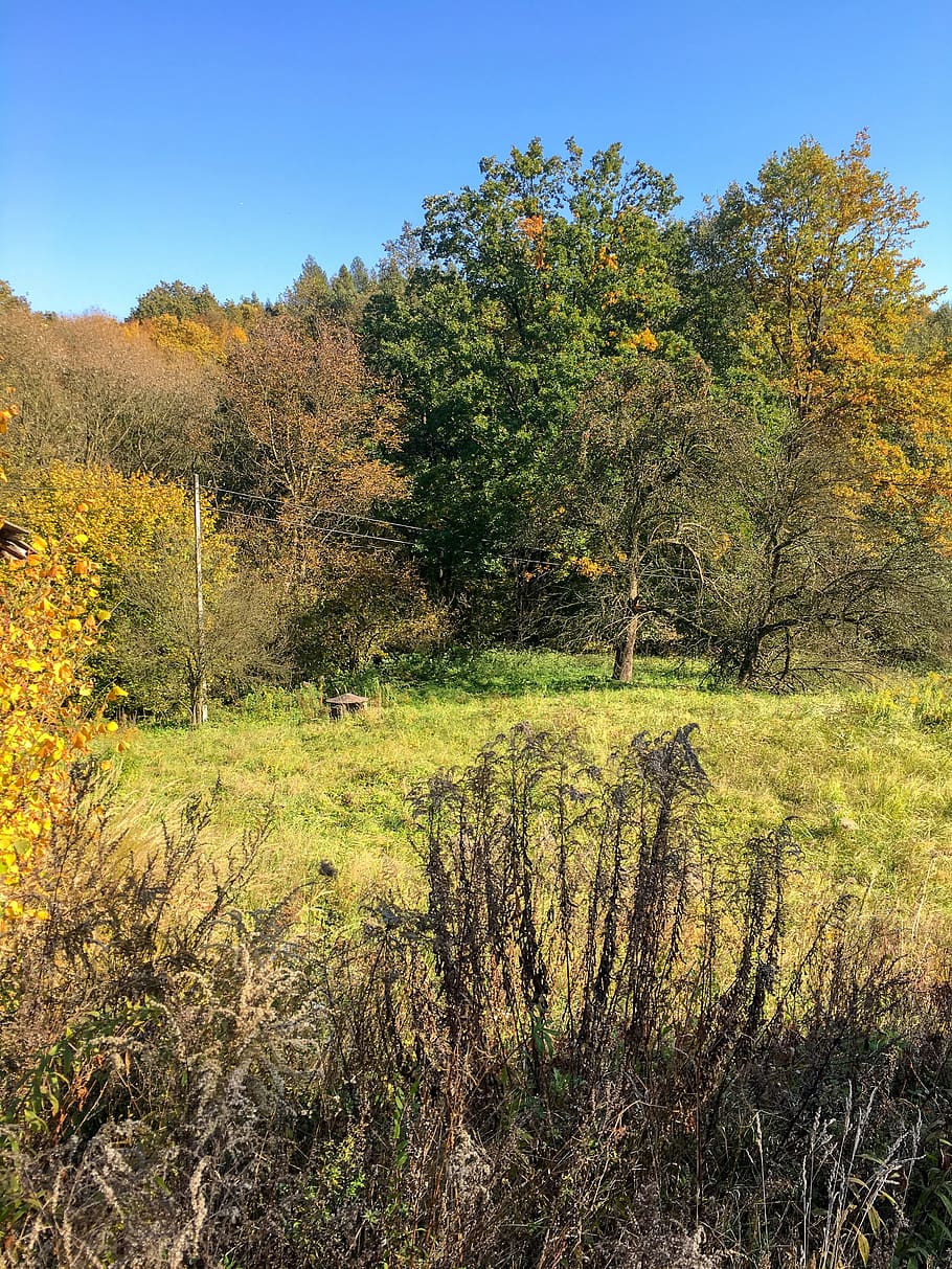 Polsko, brzoskwinia, strom, rostlina, růst, klid, přistát, klidné scény, nebe, krása v přírodě, Příroda, tráva, scenics - příroda, pole, krajina, životní prostředí, nikdo, den, mimoměstské scény, podzim, čisté nebe, zelená barva, venku, změna, 4K