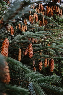 pine cone trees, anlegg, vekst, tre, nærbilde, ingen folk, furutre, gren, selektiv fokusering, natur, dag, grønn farge, nåletre, skjønnhet i naturen, nål - plantedel, furu kegle, fokusere på forgrunnen, utendørs, Pinaceae, ro, vinter, gran tre, 5K, CC0, offentlig domene, opphavsrett gratis