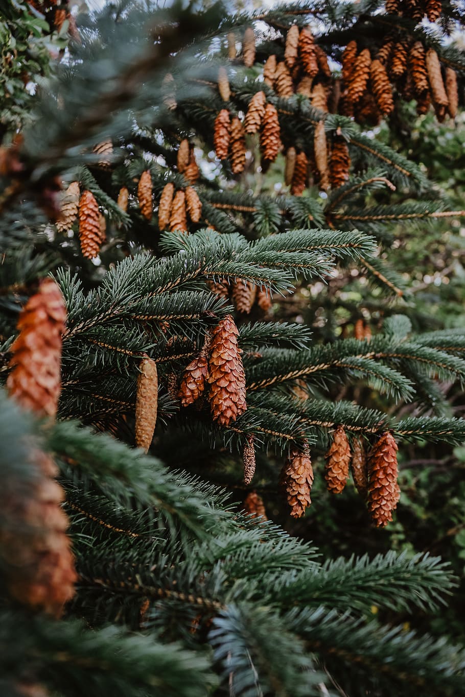 pine cone trees, anlegg, vekst, tre, nærbilde, ingen folk, furutre, gren, selektiv fokusering, natur, dag, grønn farge, nåletre, skjønnhet i naturen, nål - plantedel, furu kegle, fokusere på forgrunnen, utendørs, Pinaceae, ro, vinter, gran tre, 5K