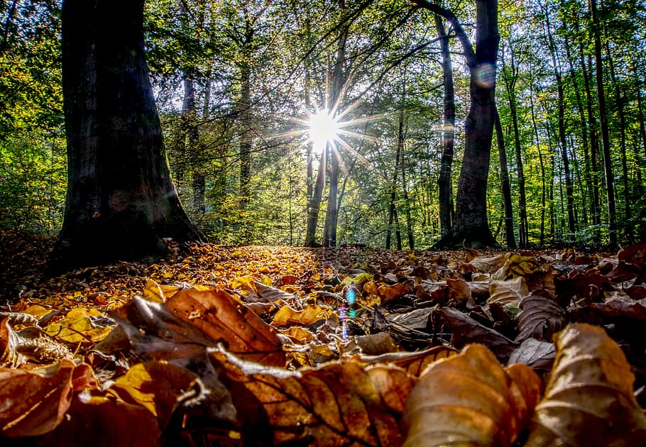 Hintergrundbeleuchtung, Sonne, Sonnenuntergang, Blätter, Herbst, bunt, rot, blendender Stern, Natur, Landschaft, Stimmung, Baum, Atmosphäre, Wald, hdr, Hoher dynamischer Bereich, Kontrast, Pflanze, Land, Veränderung, Kofferraum, Baumstamm, Pflanzenteil, Sonnenlicht, Ruhe, Blatt, Schönheit in der Natur, fallen, Tag, ruhige Szene, Nicht-städtische Szene, keine Leute, draußen, Linseneffekt, 5K