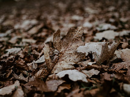 getrocknetes braunes Blatt, Pflanze, Blatt, Boden, Korn, Gemüse, produzieren, Lebensmittel, Samen, Baum, Nuss, Ahornblatt, Farn, Eichel, Moos, Sonnenlicht, Fackel, Licht, Schlamm, Wurzel, Pflanzenteil, trocken, selektiver Fokus, Natur, keine Leute, Land, Nahansicht, Feld, Blätter, Tag, Herbst, Veränderung, braun, draußen, Verletzlichkeit, Schönheit in der Natur, Zerbrechlichkeit, Oberflächenniveau, getrocknet, natürlicher Zustand, 8K, CC0, gemeinfrei, lizenzfrei