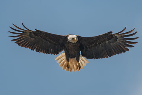 sort, hvid, ørn, dyr, fugl, Hvidhovedet havørn, slougha dyreliv forvaltning område, USA, Henderson, dyreliv, flyvende, flyvningen, fugle, næb, Grib, kite bird, accipiter, vand, akvatiske, flare, lys, arkitektur, dyre temaer, dyr i naturen, et dyr, hvirveldyr, rovfugl, spredte vinger, skyfri himmel, dyr kropsdel, himmel, lav vinkel visning, frihed, ingen mennesker, bevægelse, fuld længde, ørn - fugl, dyrefløj, uafhængighed, aggression, 2K, CC0, offentligt domæne, royaltyfrie