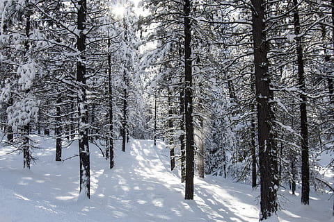 bosc, neu, fred, hivern, arbres, registres, boscos, paisatge, escènic, escena, a l'aire lliure, naturalesa, Clayton, conca de metolius, oregon, EUA, sol, ombres, temperatura de fred, arbre, planta, terra, tranquil·litat, escenics - natura, bellesa a la natura, escena tranquil·la, Color blanc, medi ambient, cap gent, escena no urbana, congelat, dia, muntanya nevada, nevar, 2K, CC0, domini públic, lliure de regalies
