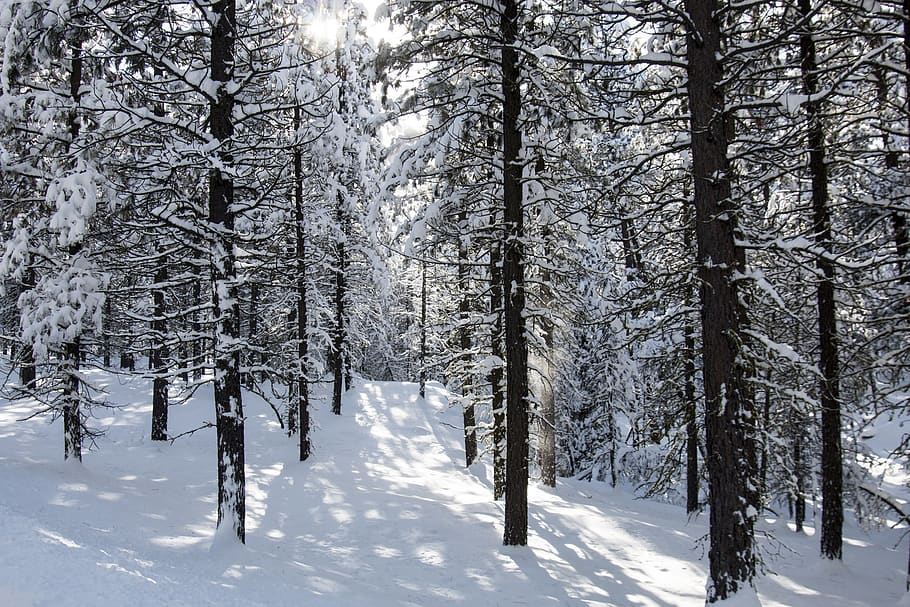 bosc, neu, fred, hivern, arbres, registres, boscos, paisatge, escènic, escena, a l'aire lliure, naturalesa, Clayton, conca de metolius, oregon, EUA, sol, ombres, temperatura de fred, arbre, planta, terra, tranquil·litat, escenics - natura, bellesa a la natura, escena tranquil·la, Color blanc, medi ambient, cap gent, escena no urbana, congelat, dia, muntanya nevada, nevar, 2K