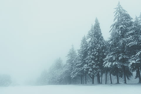 alberi coperti di neve, natura, all'aperto, albero, inverno, ghiaccio, abete, pianta, abies, Sheridan, tempesta, tempo metereologico, bianca, blu, montagne, freddo, esplorando, Esplorare, nevoso, le stagioni, natura selvaggia, la neve, temperatura fredda, bellezza nella natura, nebbia, scenics - natura, scena tranquilla, la tranquillità, terra, nessuno, copertura, foresta, ambiente, scena non urbana, Colore bianco, giorno, tempo estremo, Pino, bosco, albero di conifere, nevicando, montagna innevata, 5K, CC0, dominio pubblico, privo di copyright