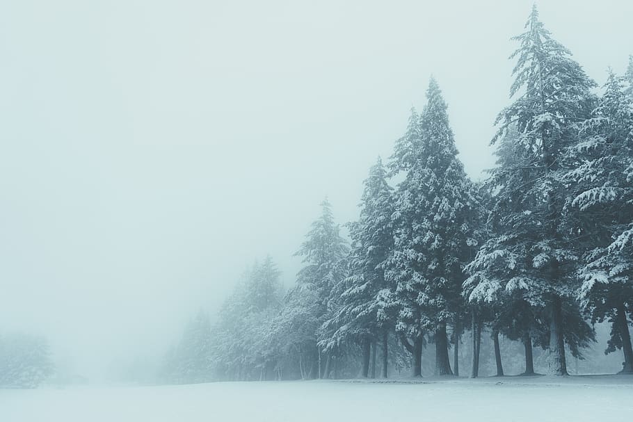 arbres coberts de neu, naturalesa, a l'aire lliure, arbre, hivern, gel, avet, planta, abies, Sheridan, tempesta, temps, blanc, blau, muntanyes, fred, explorant, explorar, nevat, temporades, desert, neu, temperatura de fred, bellesa a la natura, boira, escenics - natura, escena tranquil·la, tranquil·litat, terra, cap gent, cobertura, bosc, medi ambient, escena no urbana, Color blanc, dia, clima extrem, pi, arbre de coníferes, nevar, muntanya nevada, 5K