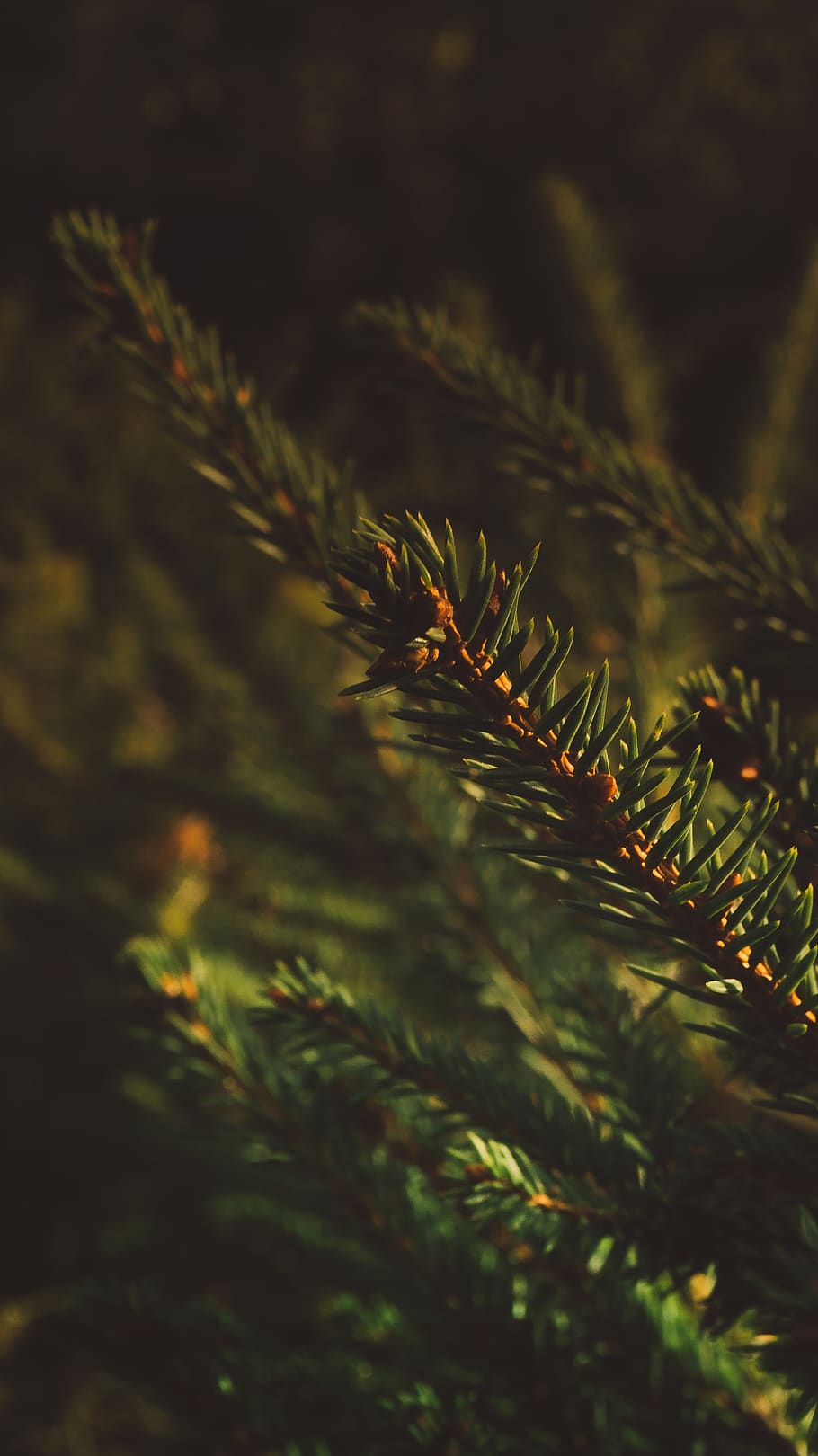 Alemanya, lich, eberstadt, arbre, planta, macro, verd, picea, taronja, primer pla, cobertura, creixement, enfocament selectiu, color verd, naturalesa, cap gent, bellesa a la natura, dia, branca, pi, a l'aire lliure, tranquil·litat, arbre de coníferes, full, agulla - part de la planta, terra, part de la planta, centrar-se en primer pla, avet, 5K