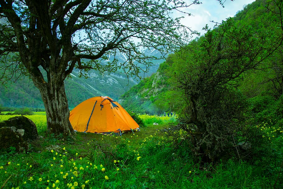 iran, daryasar plain, planta, arbre, color verd, creixement, tenda, terra, naturalesa, campament, bellesa a la natura, bosc, herba, paisatge, cap gent, tranquil·litat, escena tranquil·la, cel, aventura, dia, escena no urbana, branca, a l'aire lliure, 5K