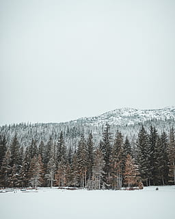 grüne Kiefern, Baum, Pflanze, abies, Tanne, draußen, Kiefer, Schnee, Nadelbaum, Natur, Pfeifer, Kanada, Berg, Landschaft, Winter, Wald, Himmel, Eis, gefroren, kalt, draussen, kalte Temperatur, Land, Szenen - Natur, Schönheit in der Natur, ruhige Szene, kopieren sie platz, Tag, Ruhe, Umgebung, Nicht-städtische Szene, Feld, keine Leute, schneebedeckter Berg, schneit, 4K, CC0, gemeinfrei, lizenzfrei