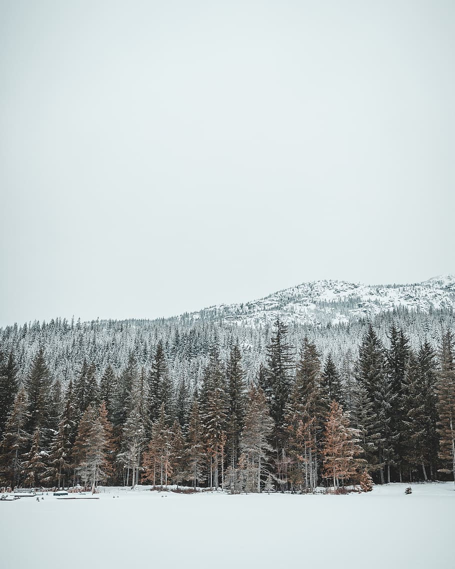 grüne Kiefern, Baum, Pflanze, abies, Tanne, draußen, Kiefer, Schnee, Nadelbaum, Natur, Pfeifer, Kanada, Berg, Landschaft, Winter, Wald, Himmel, Eis, gefroren, kalt, draussen, kalte Temperatur, Land, Szenen - Natur, Schönheit in der Natur, ruhige Szene, kopieren sie platz, Tag, Ruhe, Umgebung, Nicht-städtische Szene, Feld, keine Leute, schneebedeckter Berg, schneit, 4K