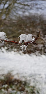 užšaldyti, lietus, ledas, medis, šalta temperatūra, žiemą, sniegas, augalų, sutelkti dėmesį į naujas žinias, Iš arti, pobūdį, grožis gamtoje, balta spalva, nėra žmonių, dieną, šalčio, šakelė, atrankinis dėmesys, ramybė, lauke, šalta, Ekstremalus oras, pūga, 4K, CC0, Viešasis domenas, nemokamai