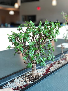 bonzai, iphone x, pianta, crescita, nessuno, pianta in vaso, colore verde, giorno, natura, concentrarsi sulle conoscenze acquisite, all'aperto, foglia, parte vegetale, bellezza nella natura, avvicinamento, messa a fuoco selettiva, architettura, freschezza, struttura costruita, legno - materiale, albero, 4K, CC0, dominio pubblico, privo di copyright