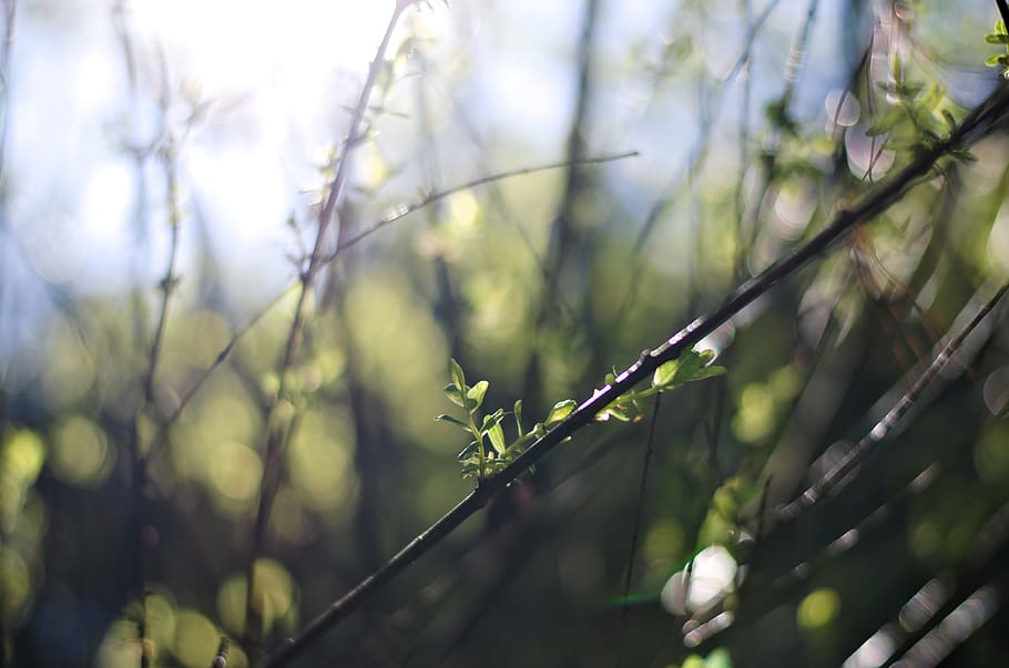 planta, arbre, full, brollar, flor, brot, naturalesa, jardí, a l'aire lliure, plantes, animal, menjar d'abelles, ocell, vegetació, pètal, gota, llum solar, bedoll, herba, creixement, color verd, bellesa a la natura, enfocament selectiu, dia, cap gent, primer pla, centrar-se en primer pla, tranquil·litat, terra, camp, tirar, humit, frescor, fulla d'herba, rosada, gota de pluja, 4K